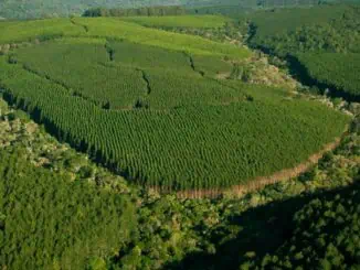 Klabin é maior produtora e exportadora de papéis para embalagens e de soluções sustentáveis em embalagens de papel do Brasil.