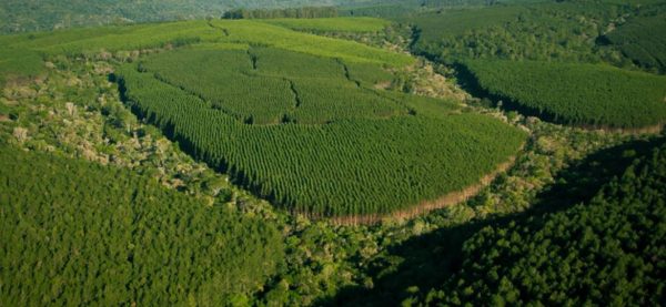 Klabin é maior produtora e exportadora de papéis para embalagens e de soluções sustentáveis em embalagens de papel do Brasil.