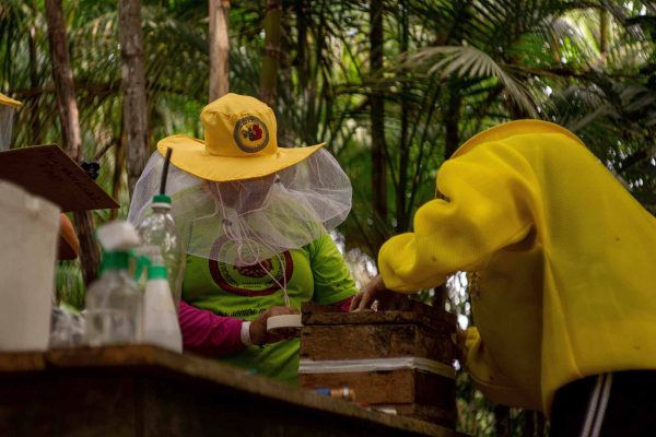 Foto: o projeto já capacitou os moradores em meliponicultora, que é a criação de abelhas sem ferrão. A associação é responsável pela administração e distribuição do lucro das vendas.