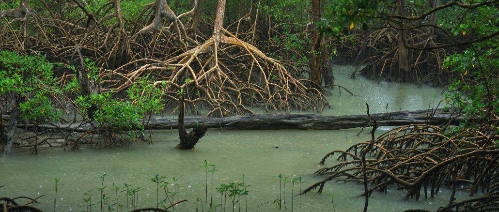 Curuça, Pará, Brasil - 19/07/2022: Vista de uma floresta de Rhizophora mangle (também conhecida como mangue vermelho) e Avicennia germinans (também conhecida como mangue preto) na floresta de Curuça.