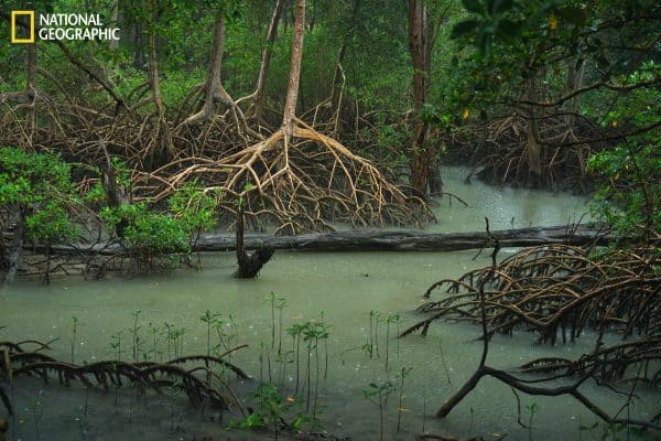 Curuça, Pará, Brasil - 19/07/2022: Vista de uma floresta de Rhizophora mangle (também conhecida como mangue vermelho) e Avicennia germinans (também conhecida como mangue preto) na floresta de Curuça.