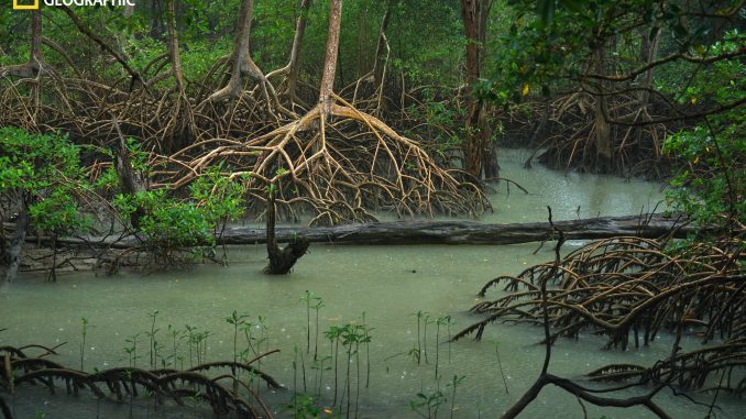 Curuça, Pará, Brasil - 19/07/2022: Vista de uma floresta de Rhizophora mangle (também conhecida como mangue vermelho) e Avicennia germinans (também conhecida como mangue preto) na floresta de Curuça.