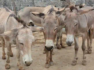 Foto: © The Donkey Sanctuary