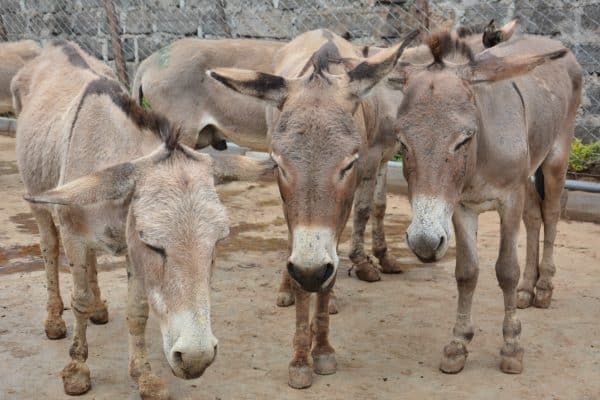 Foto: © The Donkey Sanctuary