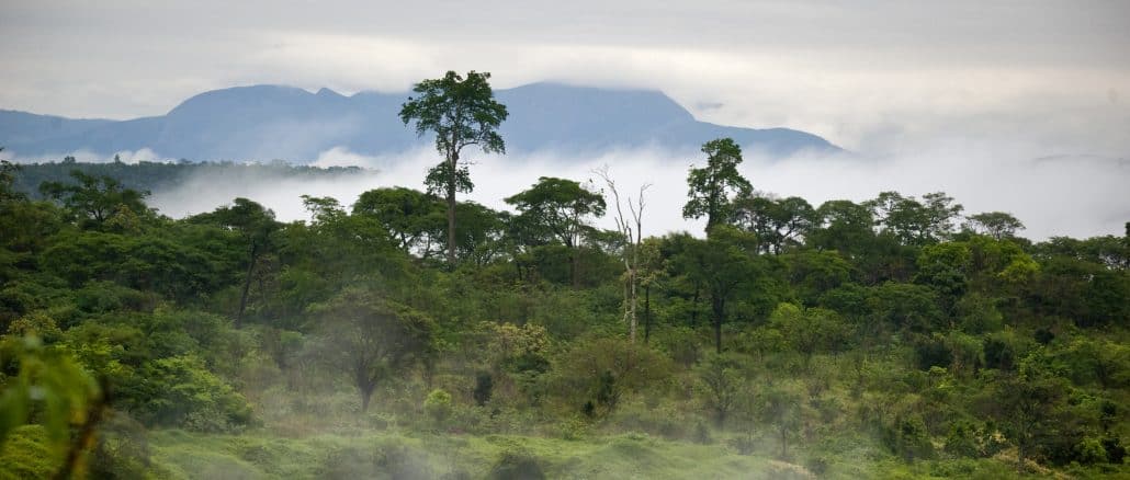 Foto: BBC Green Planet | Instituto Terra por Leonardo Merçon (Instituto Últimos Refúgios)