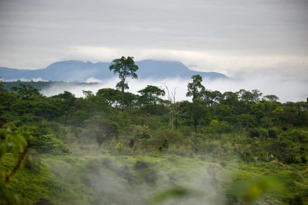 Foto: BBC Green Planet | Instituto Terra por Leonardo Merçon (Instituto Últimos Refúgios)