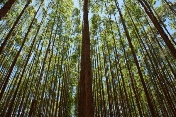 A Suzano é a maior produtora mundial de celulose, uma das maiores produtoras de papéis da América Latina, líder no segmento de papel higiênico no Brasil e referência no desenvolvimento de soluções sustentáveis e inovadoras a partir de matéria-prima de fonte renovável.