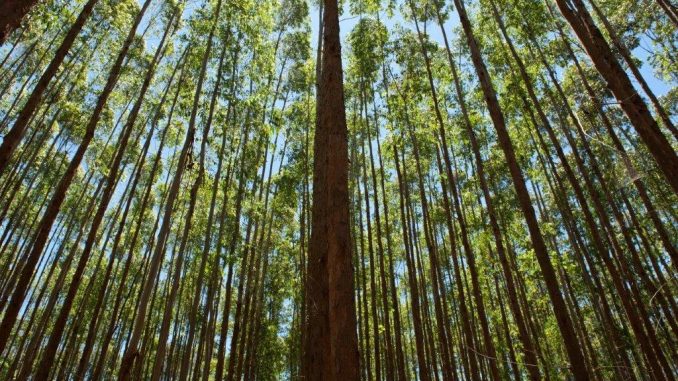 A Suzano é a maior produtora mundial de celulose, uma das maiores produtoras de papéis da América Latina, líder no segmento de papel higiênico no Brasil e referência no desenvolvimento de soluções sustentáveis e inovadoras a partir de matéria-prima de fonte renovável.