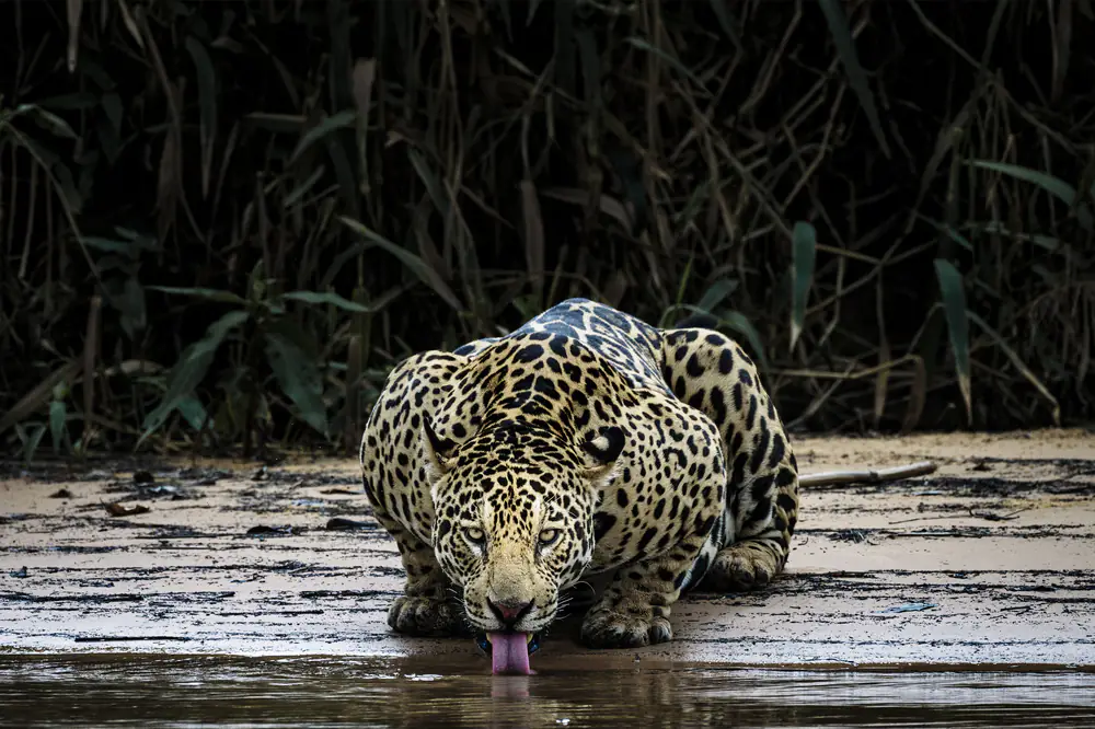 Exposição Fotográfica pela Documenta Pantanal Apoia Preservação e Brigadas Pantaneiras