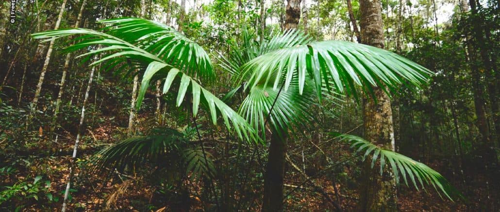 O projeto "Bosque E-XYON" não se limita apenas ao reflorestamento, mas incorpora uma abordagem multifacetada para promover a sustentabilidade.