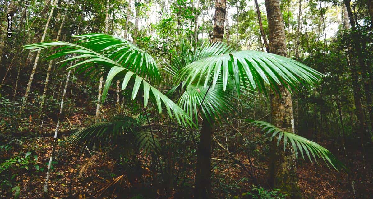 Empresa refloresta área em Rio Bonito em compromisso com Responsabilidade Socioambiental