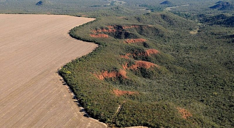 Foto: Site do IPAM Amazônia