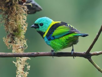 Joinville concentra 485 espécies de aves, quase um quarto do total registado em território brasileiro.