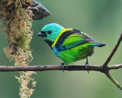 Joinville concentra 485 espécies de aves, quase um quarto do total registado em território brasileiro.