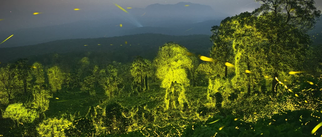 Foto: "Luz fantástica" (Céu noturno e floresta iluminados por vagalumes em Tamil Nadu, Índia). Por Sriram Murali | Wild Photographer of the Year