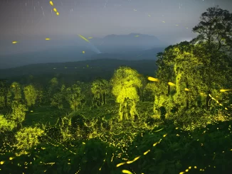 Foto: "Luz fantástica" (Céu noturno e floresta iluminados por vagalumes em Tamil Nadu, Índia). Por Sriram Murali | Wild Photographer of the Year