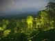 Foto: "Luz fantástica" (Céu noturno e floresta iluminados por vagalumes em Tamil Nadu, Índia). Por Sriram Murali | Wild Photographer of the Year