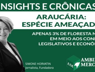 COLUNA INSIGHTS E CRÔNICAS | SIMONE NORVATIN | AMBIENTAL MERCANTIL