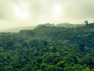 Foto: Pexels | Floresta Amazônica