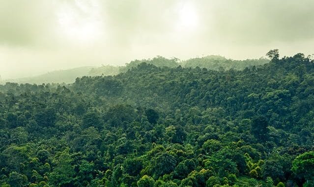 Foto: Pexels | Floresta Amazônica