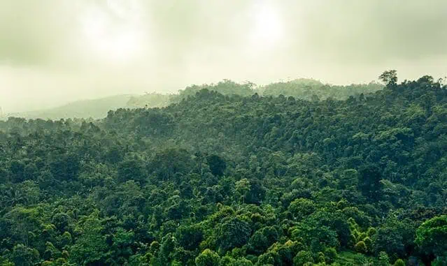 Foto: Pexels | Floresta Amazônica