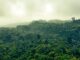Foto: Pexels | Floresta Amazônica