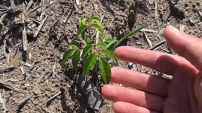 PAM Bioenergia comemora plantio de 6 mil mudas de espécies nativas da Mata Atlântica em Minas Gerais