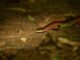 Foto: Serpente Muçurana