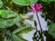 Foto: Mário Barila - Projeto Água Vida - Vitória Régia do Amazonas