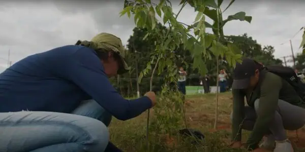 Foto: Plantio de Mudas