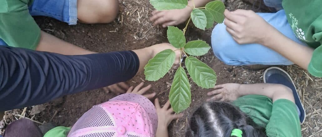 Foto: Divulgação | Duas turmas de estudantes de Campinas (SP) realizaram o plantio de mudas de espécies nativas, em uma atividade de educação ambiental realizada no viveiro da ONG Jaguatibaia, localizado em Jaguariúna (SP).