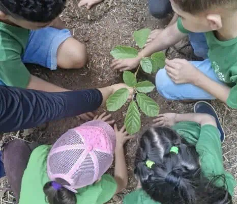 Foto: Divulgação | Duas turmas de estudantes de Campinas (SP) realizaram o plantio de mudas de espécies nativas, em uma atividade de educação ambiental realizada no viveiro da ONG Jaguatibaia, localizado em Jaguariúna (SP).