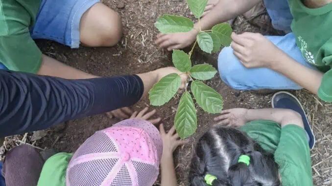 Foto: Divulgação | Duas turmas de estudantes de Campinas (SP) realizaram o plantio de mudas de espécies nativas, em uma atividade de educação ambiental realizada no viveiro da ONG Jaguatibaia, localizado em Jaguariúna (SP).