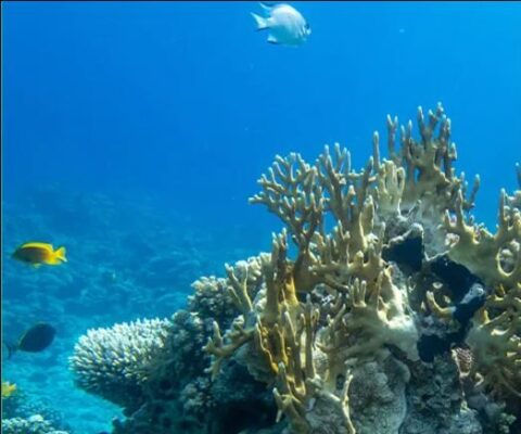 Foto: Divulgação | Na Década do Oceano, marcas do Grupo Boticário reforçam compromissos com a sustentabilidade e conservação marinha