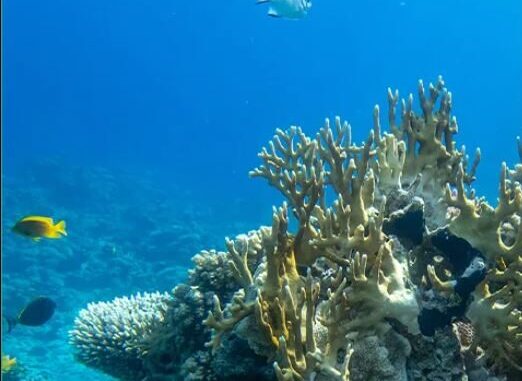 Foto: Divulgação | Na Década do Oceano, marcas do Grupo Boticário reforçam compromissos com a sustentabilidade e conservação marinha