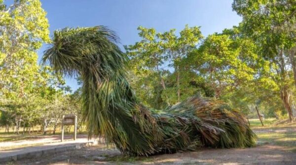 Foto: Divulgação | Museu Vale apresenta exposição “Folhear”, com esculturas gigantes utilizando folhagens