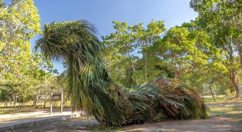 Foto: Divulgação | Museu Vale apresenta exposição “Folhear”, com esculturas gigantes utilizando folhagens