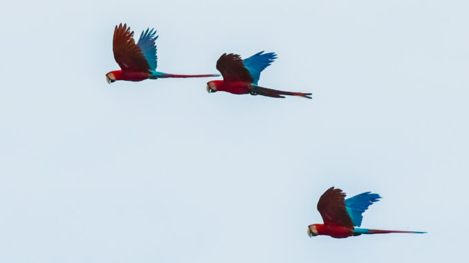 Foto: Mario Barila | Bonito