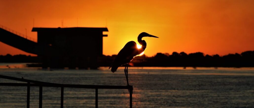 Foto: Saul Schramm | Pantanal