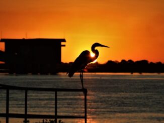 Foto: Saul Schramm | Pantanal