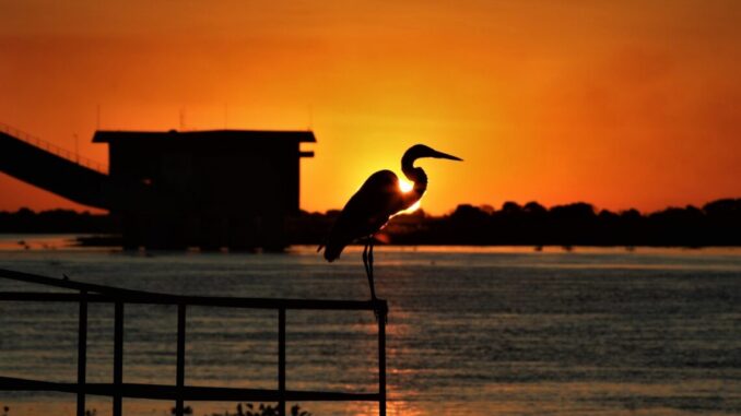 Foto: Saul Schramm | Pantanal