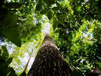 Foto: Marcelo Camargo/Agência Brasil | Amazônia