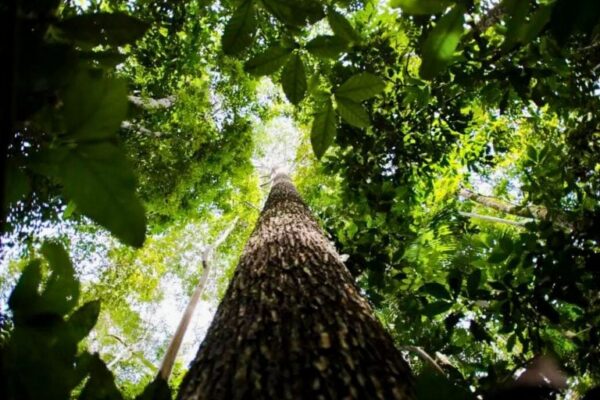 Foto: Marcelo Camargo/Agência Brasil | Amazônia