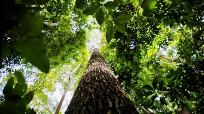 Foto: Marcelo Camargo/Agência Brasil | Amazônia