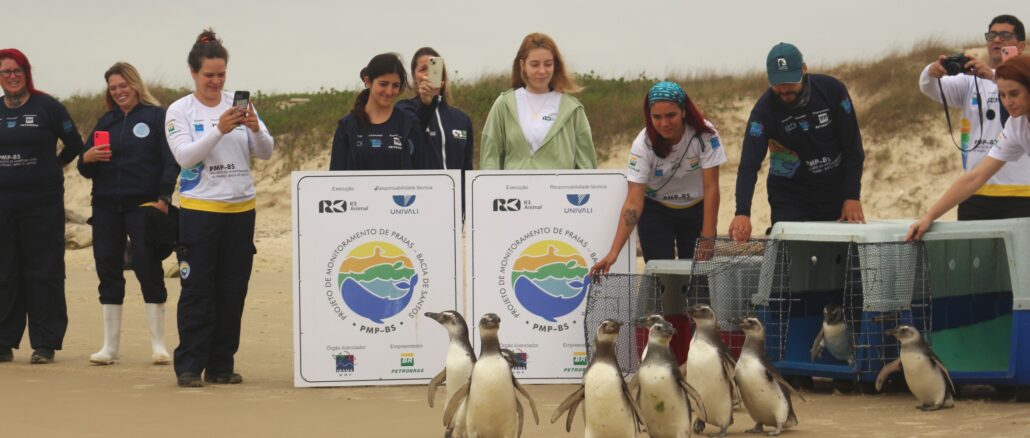 Foto: Laíza Castanhari/R3 Animal | 15 pinguins reabilitados retornam ao mar em Florianópolis/SC