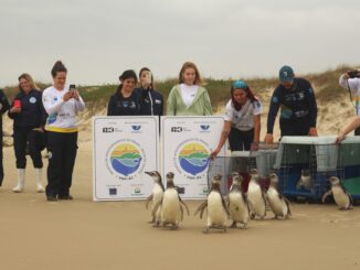 Foto: Laíza Castanhari/R3 Animal | 15 pinguins reabilitados retornam ao mar em Florianópolis/SC