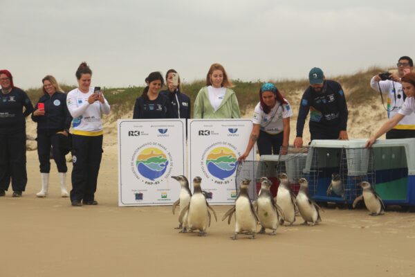 Foto: Laíza Castanhari/R3 Animal | 15 pinguins reabilitados retornam ao mar em Florianópolis/SC