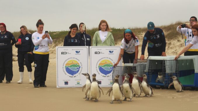 Foto: Laíza Castanhari/R3 Animal | 15 pinguins reabilitados retornam ao mar em Florianópolis/SC