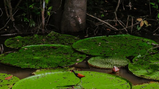 Foto: Eliezer Nunes, Pexels