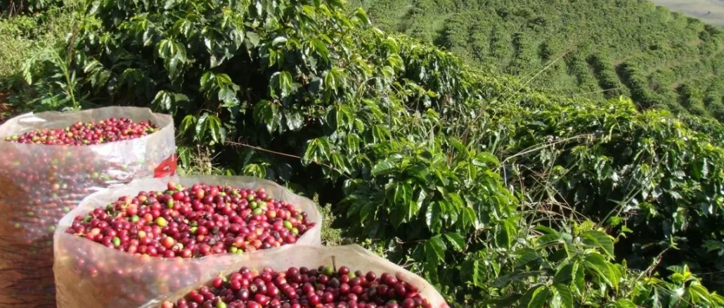 Foto: Divulgação | Cafeicultura: Projeto de agricultura inteligente aponta economia de 30% de água nas lavouras